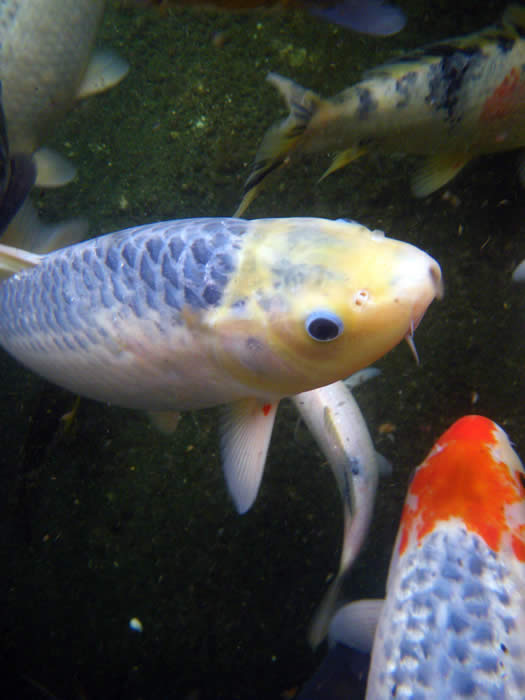 koi fish underwater staring at camera