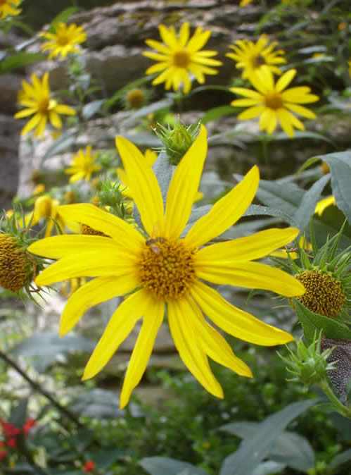 yellow flower  , flor amirillo