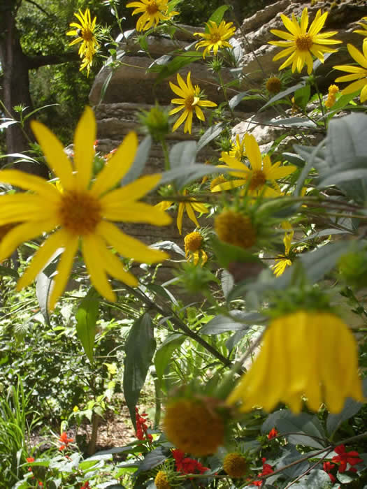 yellow flowers growing on rocky side of hill.  Eureka Springs, AR.